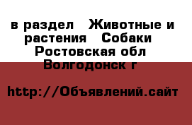  в раздел : Животные и растения » Собаки . Ростовская обл.,Волгодонск г.